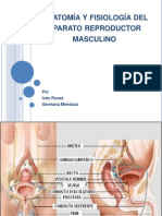 Anatomía y fisiología del aparato reproductor masculino