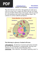 Animal Cell Parts and Functions | PDF | Endoplasmic Reticulum | Cell ...