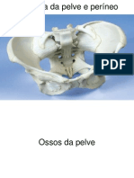 Anatomia Da Pelve e Períneo