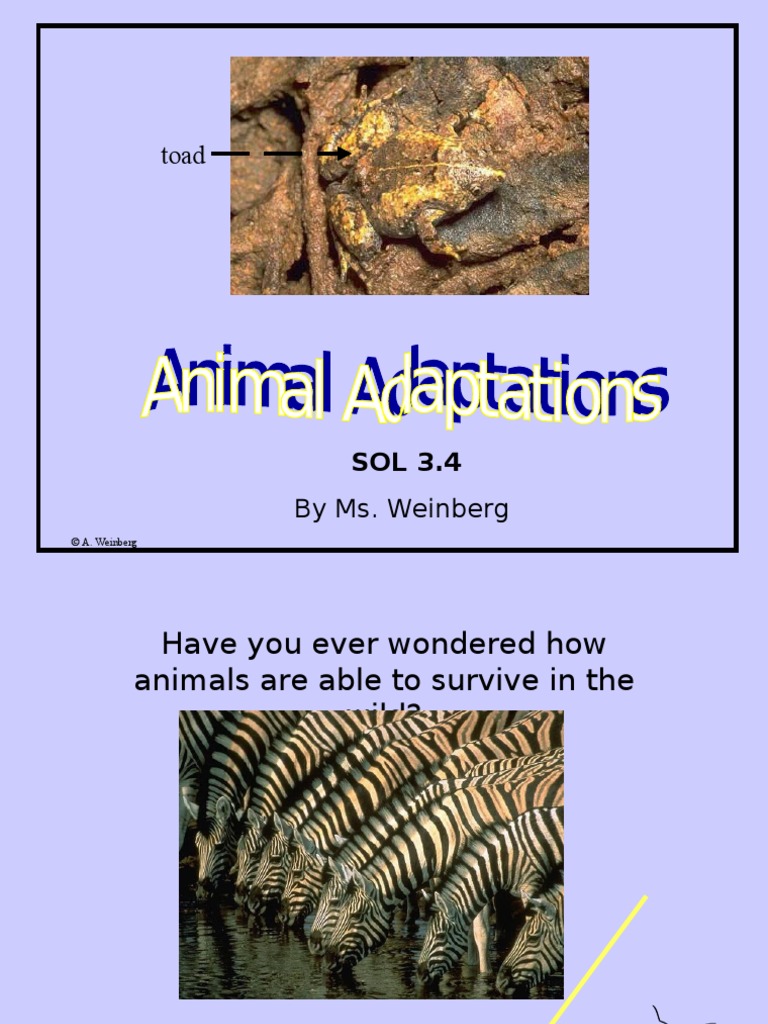 Animal Adaptations | PDF | Adaptation | Elephant