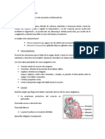 Sistema Cardiovascular 4 Resumen