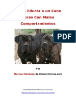 Como Educar A Un Cane Corso Con Malos Comportamientos