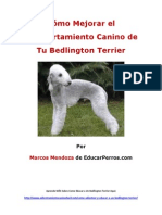 Como Mejorar el Comportamiento Canino de tu Bedlington Terrier