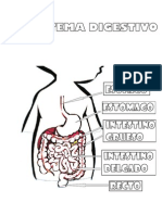 Sistema Digestivo