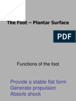 Lower Limb Foot