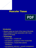 Muscular Tissue