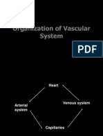 Organization of Vascular System