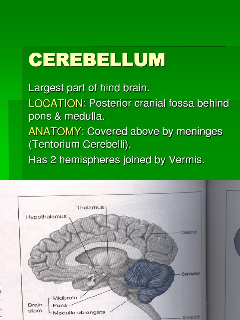 Cerebellum Anatomy and Function Overview | PDF | Cerebellum | Human ...