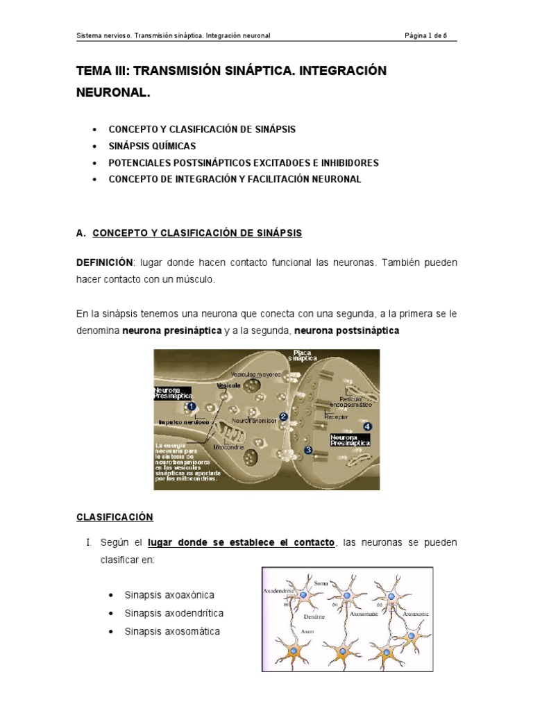 Sinapsis | PDF