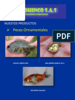 Catalogo de Peces Ornamentales PROHINCO S.A.S