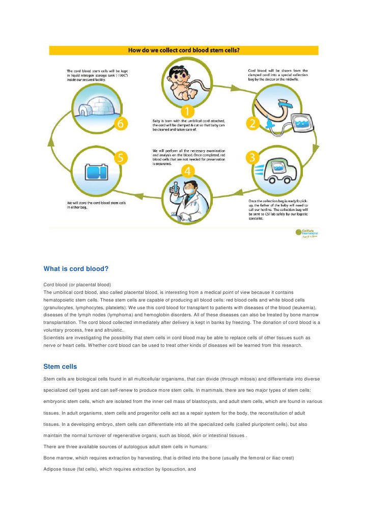 Understanding Cord Blood and Stem Cells | PDF | Stem Cell | Bone Marrow