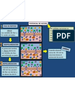 Potencial de Acción Esquema