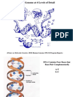 The Genome at 4 Levels of Detail: (Primer On Molecular Genetics. DOE Human Genome 1991-92 Program Report.)