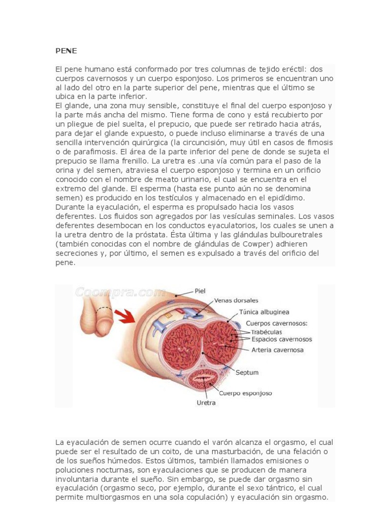 Pene PDF Eyaculación Semen
