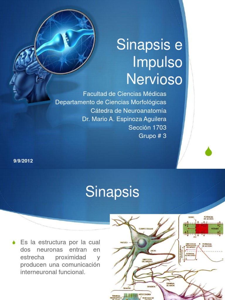 Sinapsis y Impulso Nervioso | PDF | Sinapsis | Potencial de acción