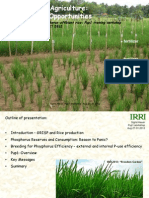 Phosphorus in Agriculture: Problems and Opportunities (Molecular Breeding of Phosphorus-Efficient Rice)
