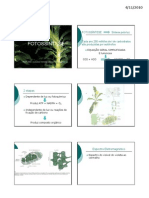 Fotossíntese: processos luminosos e fixação de carbono