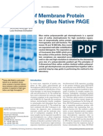 Blue Native PAGE Metodo