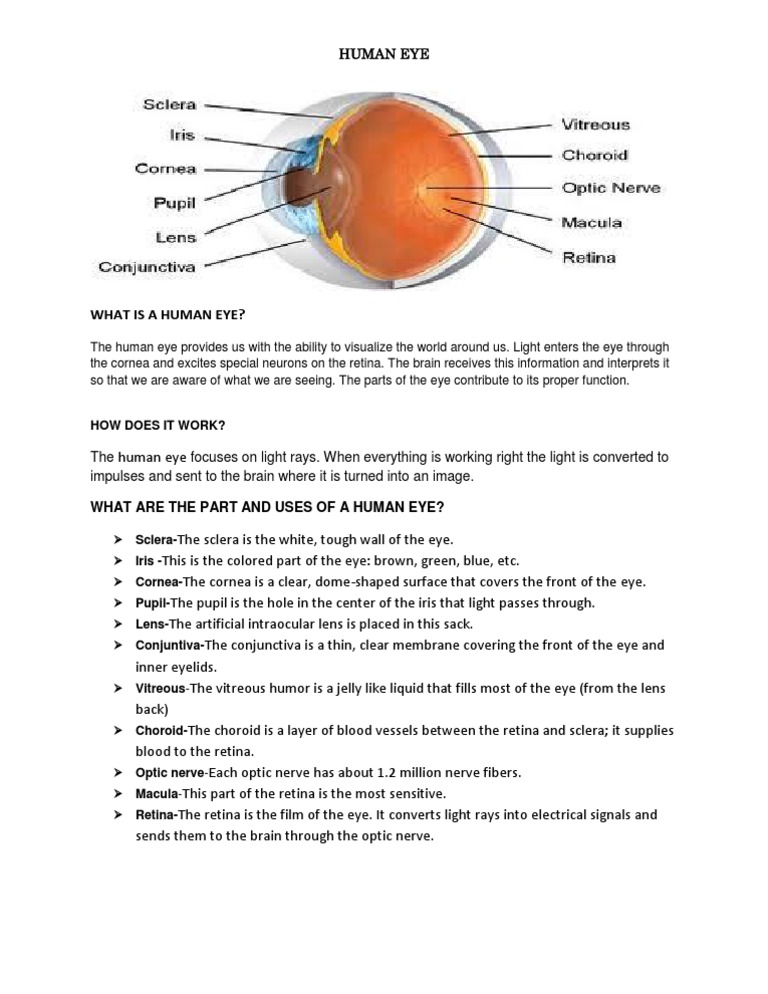 Understanding the Human Eye Anatomy | PDF | Home & Garden | Wellness