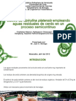 Download Cultivo de Spirulina Platensis by Liset Zambrano SN105610119 doc pdf