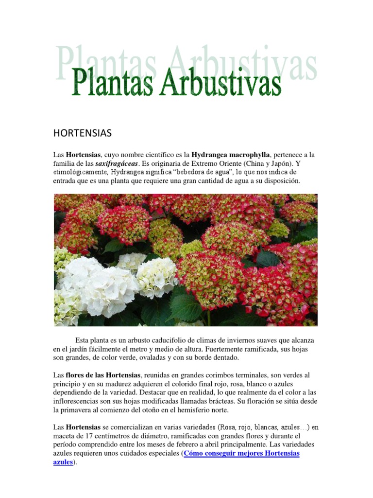 Cultivo y cuidados de hortensias | PDF | Plantas de jardín | Plantas, image size:768x1024