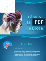 Lóbulo Límbico (NeuroAnatomia)