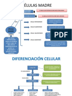 Organizador Grafico Celulas Madre