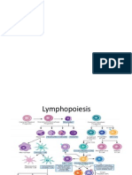 Lymphoiesis
