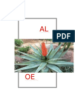 Aloe Ferox Grade 6 Project