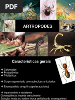 reino animal 6 - Artrópodes