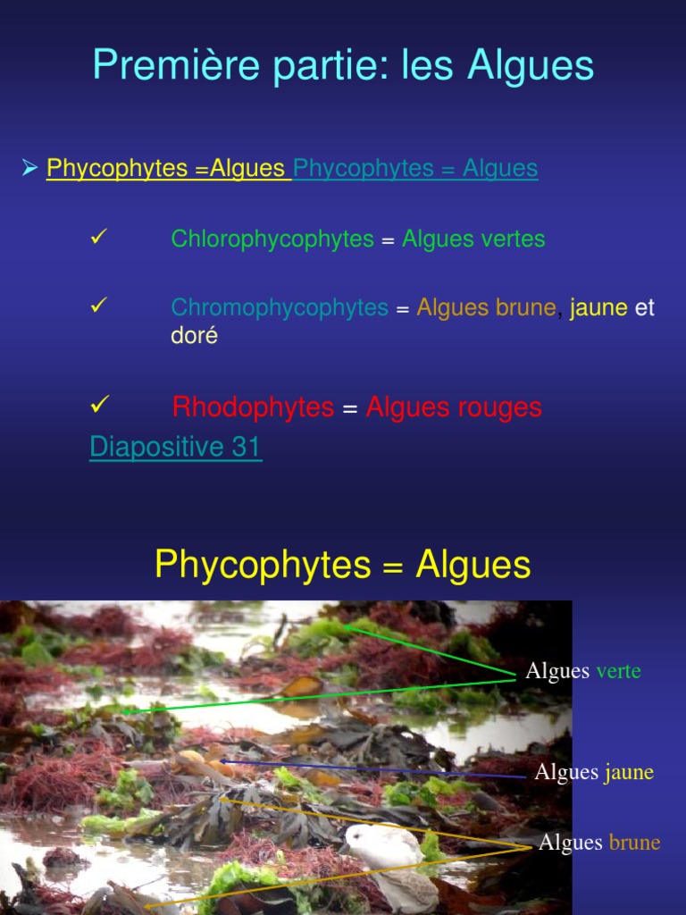 Classification et Morphologie des Algues PDF Algue Cellule (Biologie) — free download