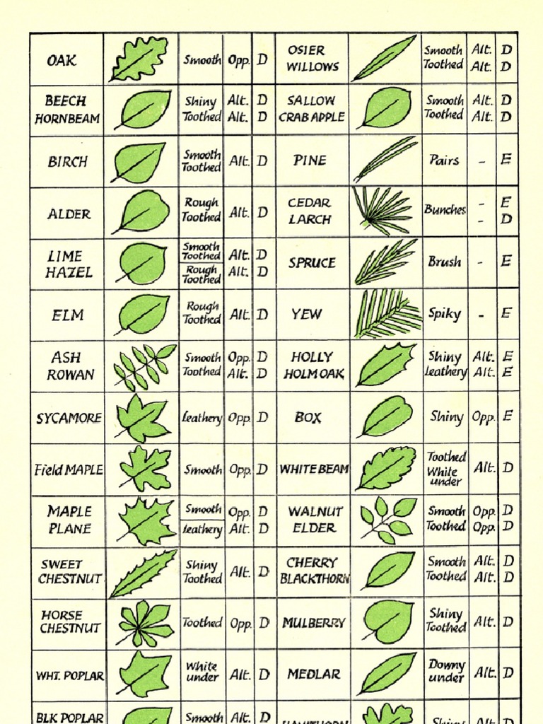 American Tree Leaf Identification Chart