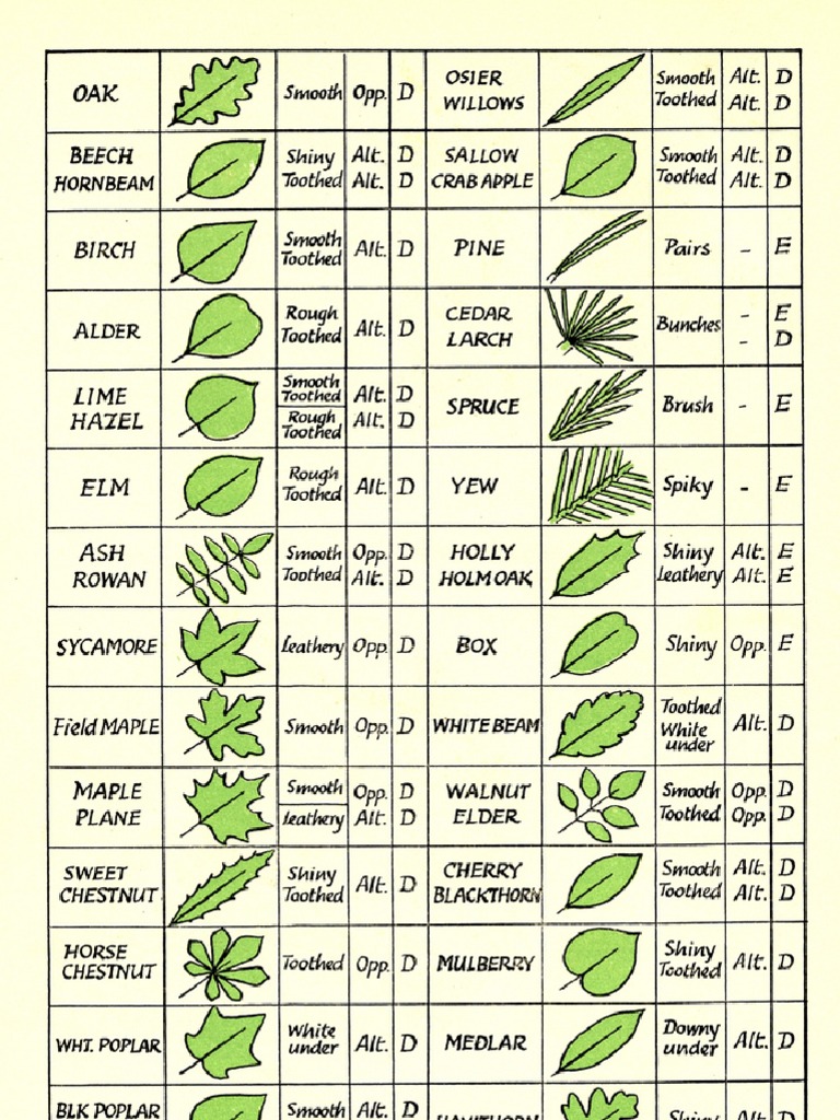 printable-tree-leaf-identification-chart-printable-world-holiday