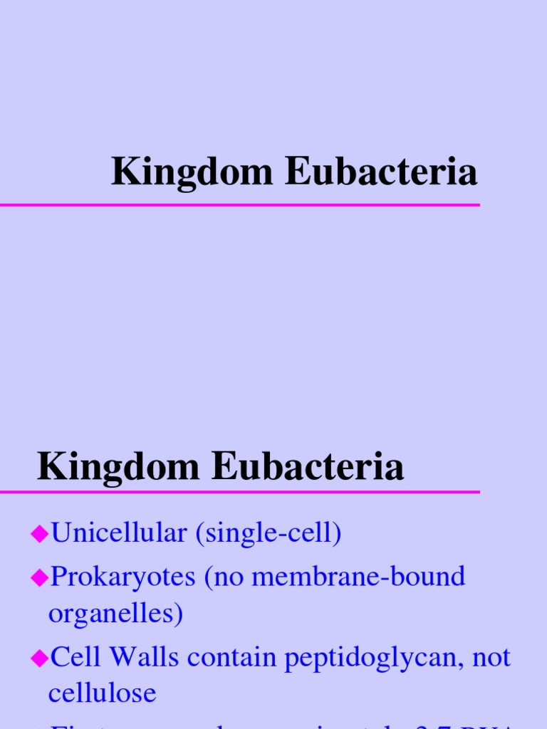 Kingdom Eubacteria PDF Bacillus Bacteria