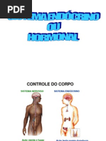 Sistema Endocrino