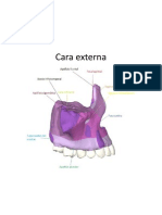 Cara Externa maxilar