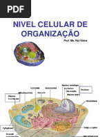 Nivel Celular de Organização