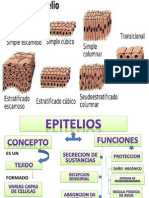 Mapa Conceptual de Epitelio