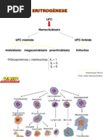 Aula 04 Eritrogenese