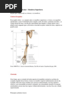 Esqueleto Apêndicular
