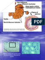 Seminiferous Tubules and Sperm Development