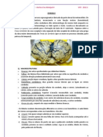 Cerebelo. PDF