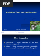 Gene Expression Regulation in Eukaryotes (Compatibility Mode)