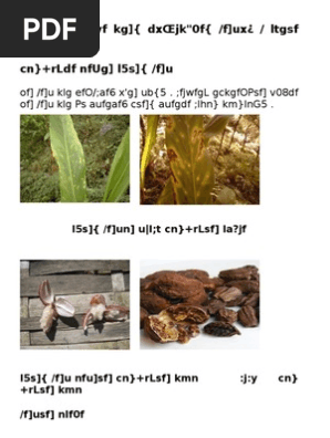 Cardamom Disease