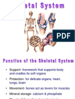 Skeletal System