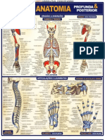 Resumo Anatomia