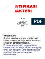 Identifikasi Bakteri