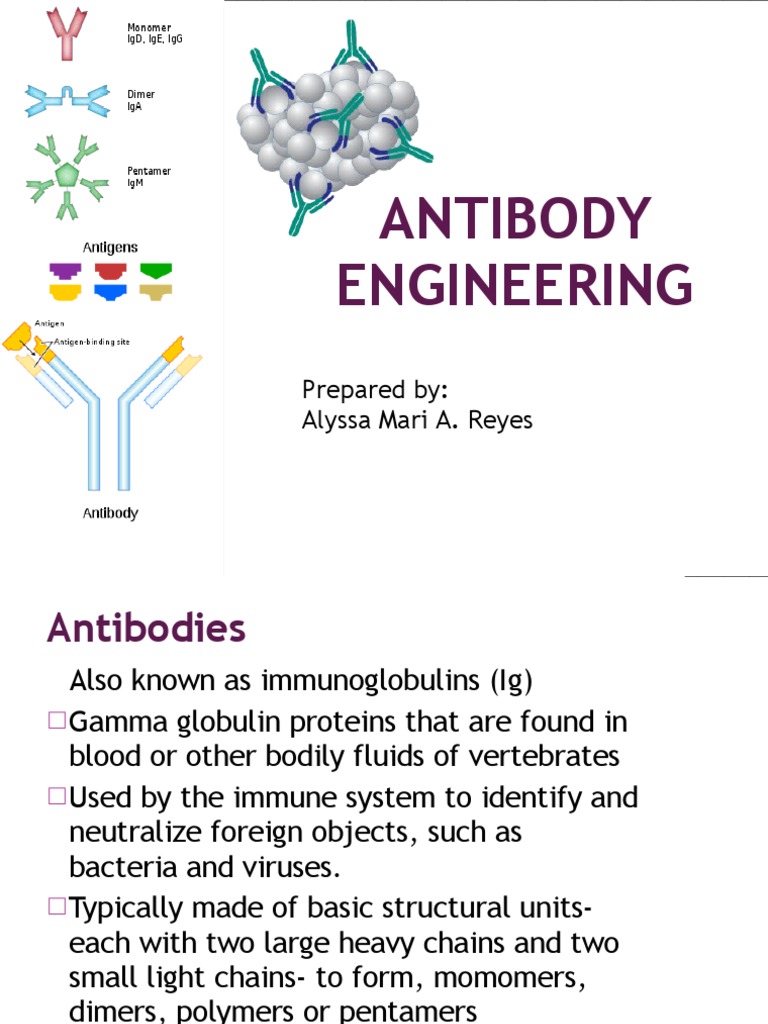 Antibody Engineering Antibody Antigen