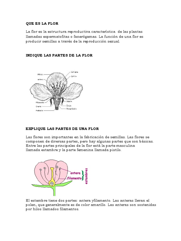 Partes y función de la flor | PDF | Flores | Semilla