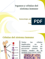 1.1 Órganos y Células Del Sistema Inmune